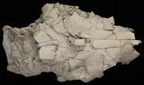 Oreodont (Merycoidodon) Partial Skull - Nebraska #10750-3